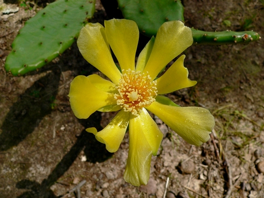 {Opuntia humifusa}